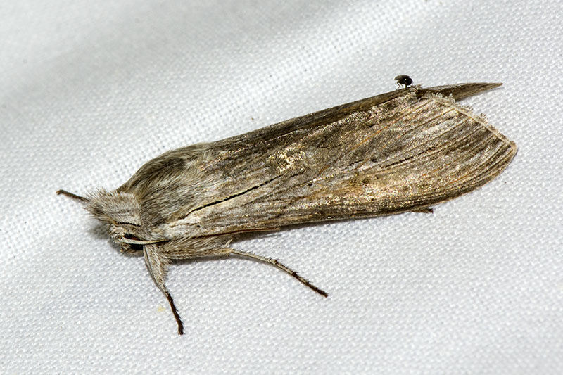 Cucullia (Cucullia) chamomillae ?